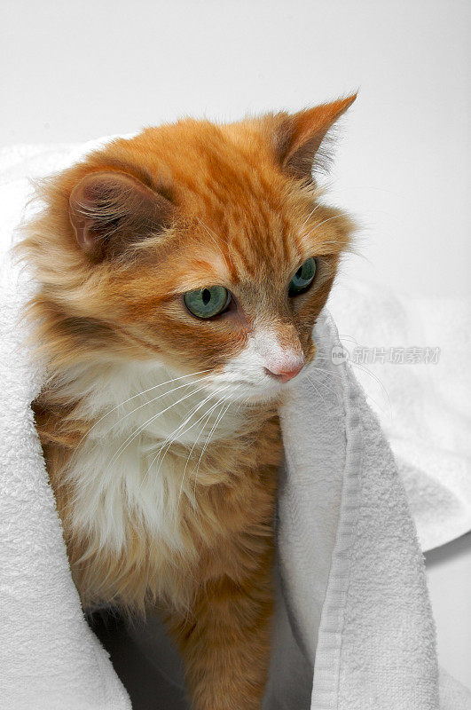橙色的猫藏在毛巾下面(蓝色01)