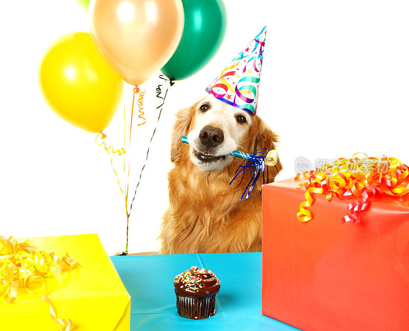 生日派对上的金毛猎犬
