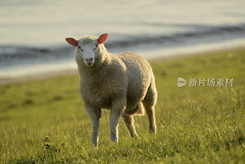 瓦登海堤坝上的绵羊