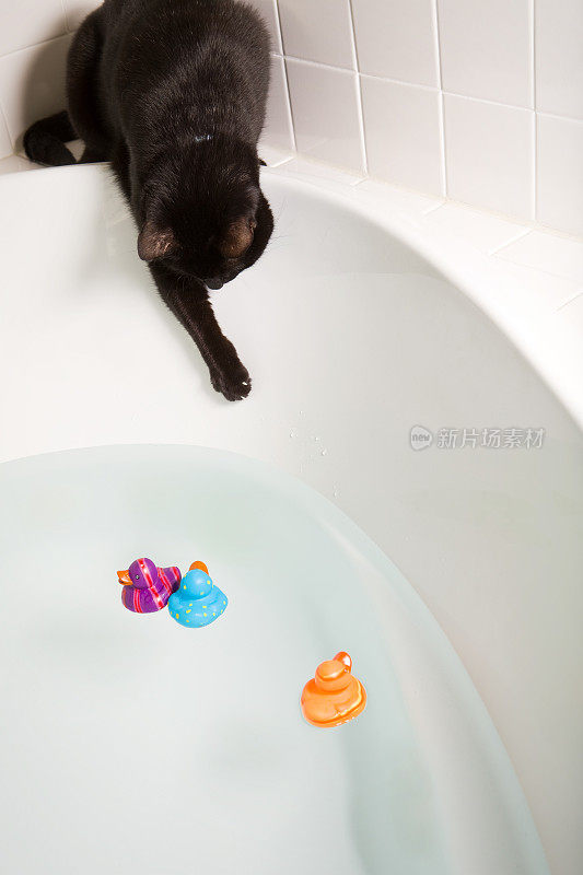小猫试图抓住浴室玩具