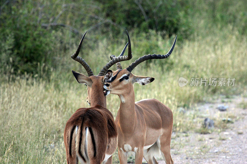 纳米比亚:在Etosha国家公园，黑斑羚为对方梳理毛发