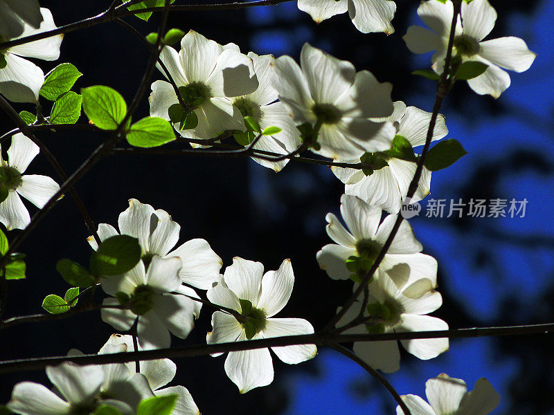 白色的山茱萸花