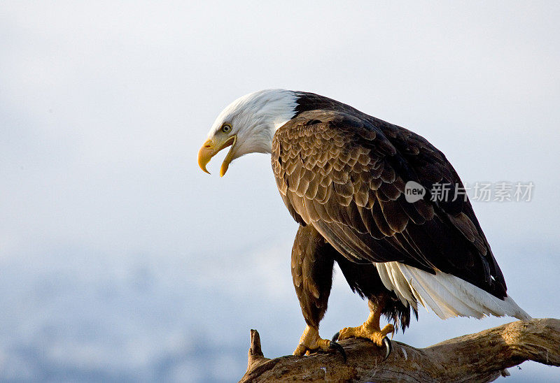 凶猛的秃鹰，阿拉斯加