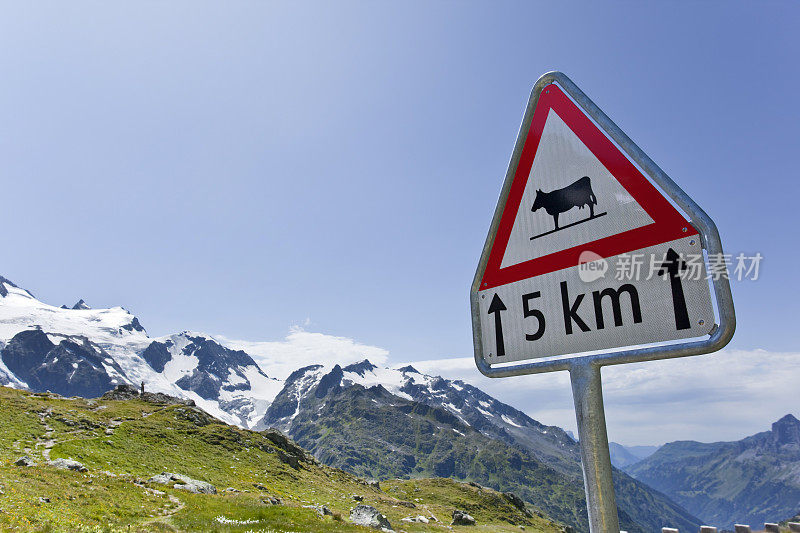 圣哥达山口的阿尔卑斯山脉，交通标志是奶牛