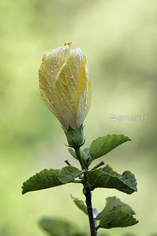 水珠黄色木槿花蕾