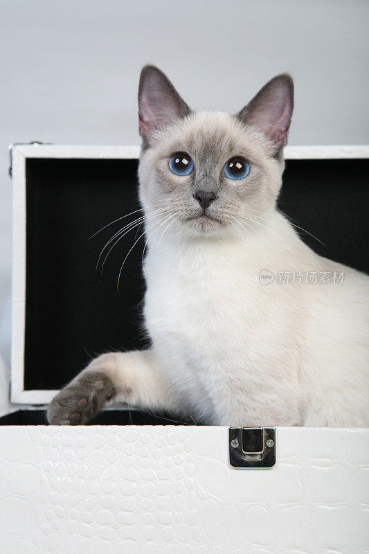 坐在盒子里的泰国母猫