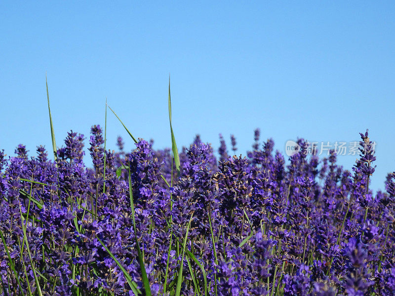 蓝色天空映衬下的紫色薰衣草(薰衣草植物)