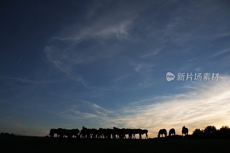 地平线上的一群马