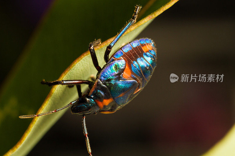 一只五彩缤纷的甲虫在一片绿叶上爬行