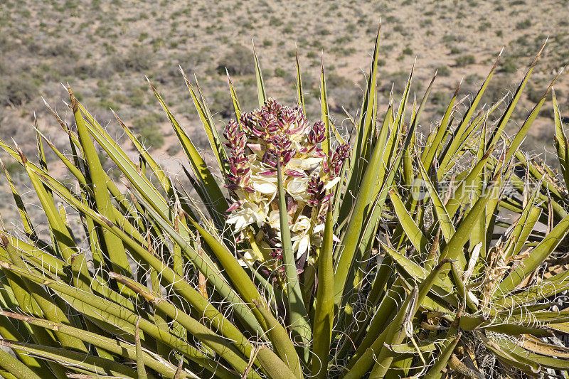 莫哈韦沙漠的丝兰植物