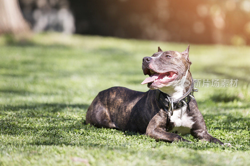 公园里的比特斗牛犬