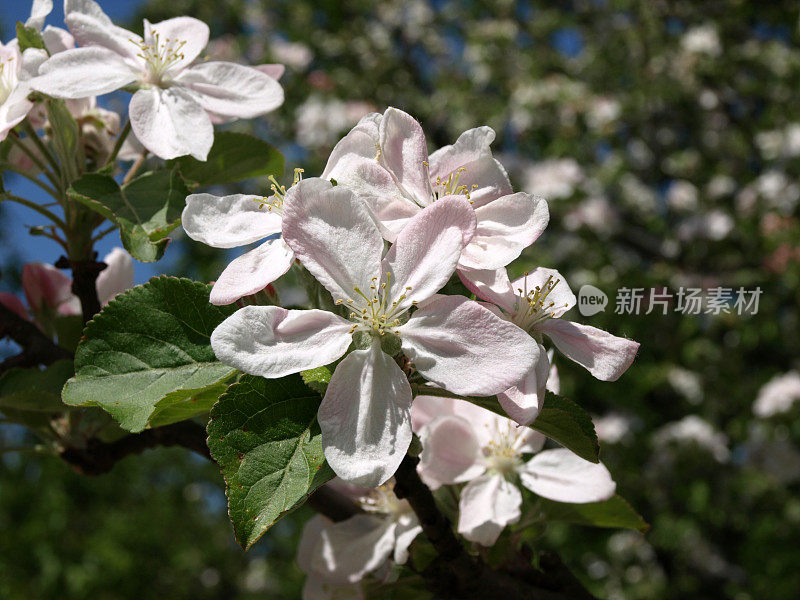 苹果在德国巴登的春天开花