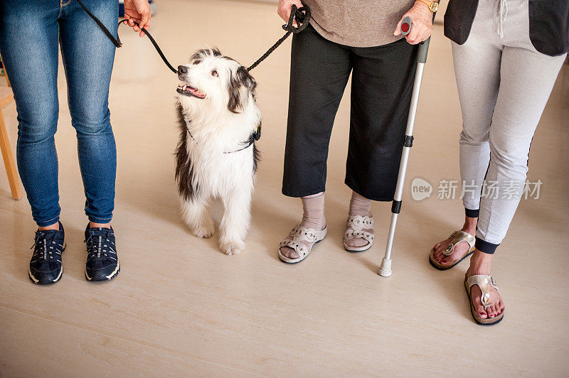 服务狗鼓励和帮助老年妇女在散步锻炼
