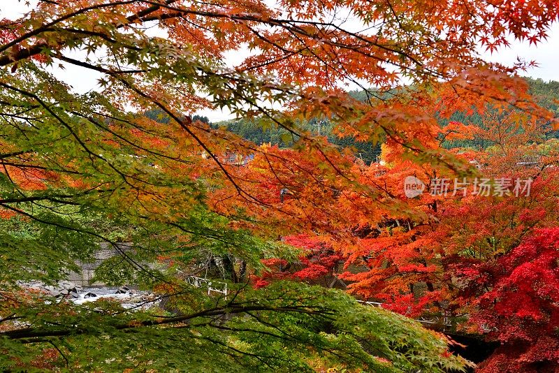 青森县黑石的中野百山秋叶