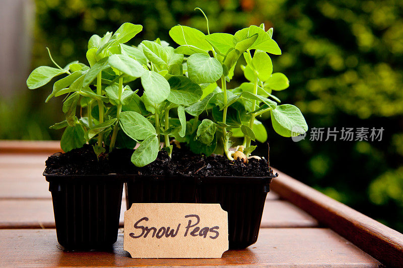 园艺-幼苗种植-雪豌豆