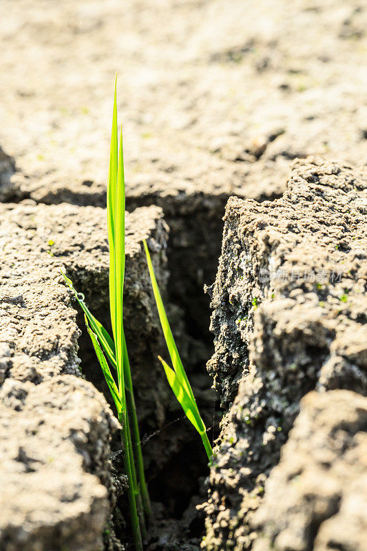 青草在干燥的土地上发芽