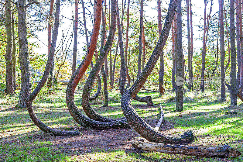 波兰弯曲森林中形状奇特的松树林。