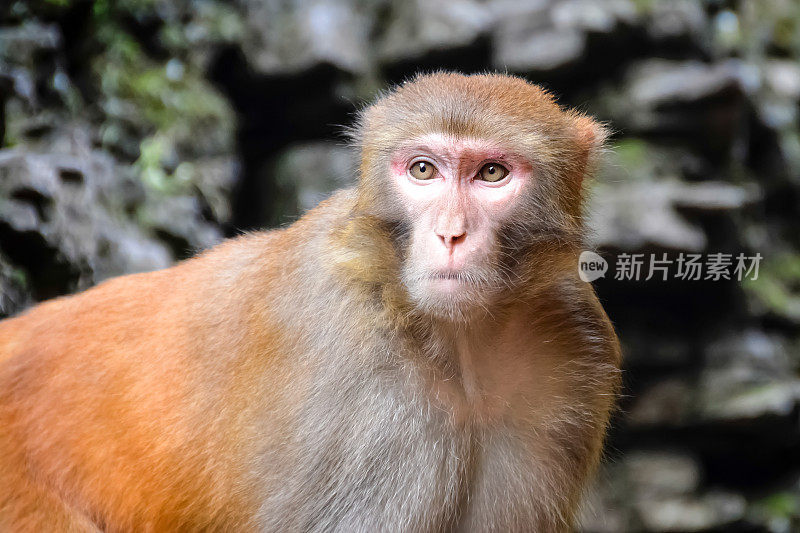 猴子，恒河猴，旧世界猴子，中国