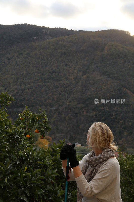 日出时分，女徒步旅行者在橘林上空放松