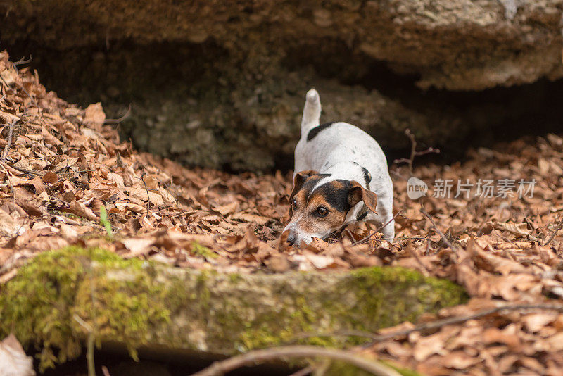 狗狗跟踪一个踪迹-杰克罗素猎犬10岁，发型光滑
