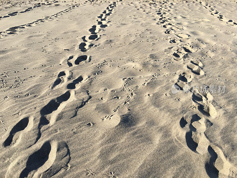 加州卡平特里亚州立海滩沙滩上的痕迹