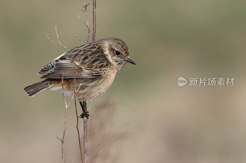 欧洲石鳖(石鳖)