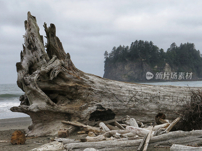 大型分解树，浮木，奥林匹克海岸海滩，华盛顿