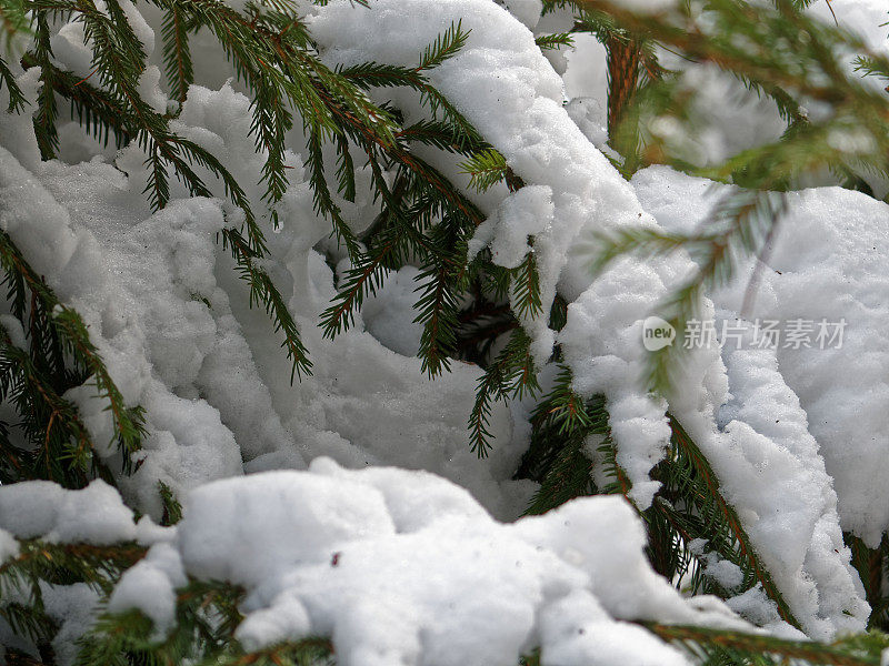 雪落在冷杉树枝上