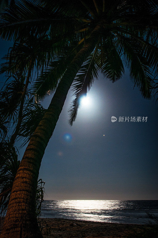 月光下的棕榈滩