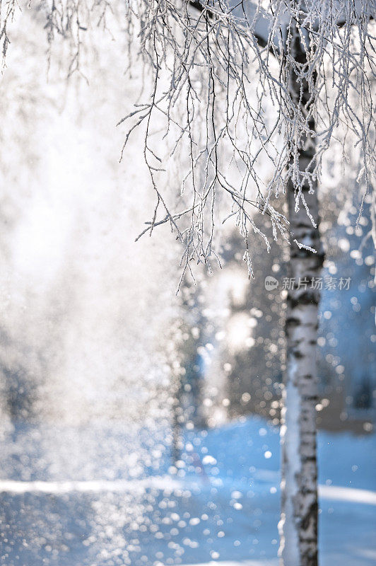 白桦树的树枝上覆盖着霜雪