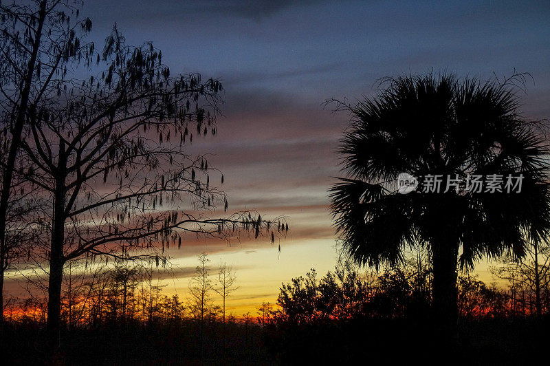 日落时的棕榈树和电线