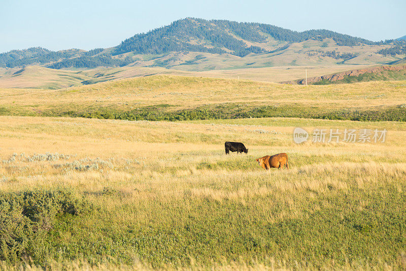 两头牛在蒙大拿牧场的牧场上吃草，背景是群山