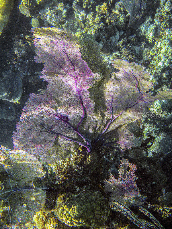 格洛弗环礁上的珊瑚