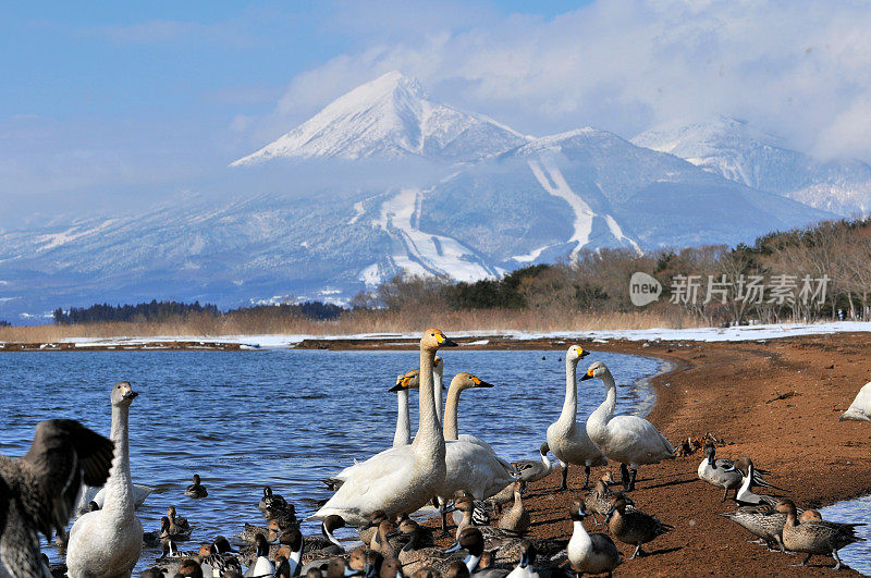 日本北部的冬季(稻川湖、万代山和候鸟)