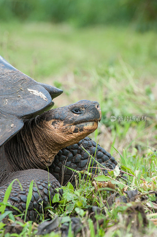 加拉帕戈斯群岛圣克鲁斯岛的巨龟