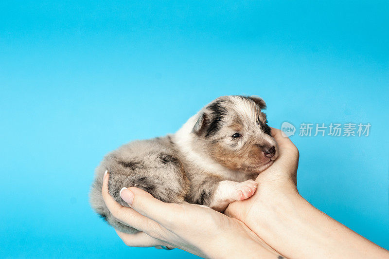 设得兰牧羊犬幼犬三周大在浅蓝色的背景