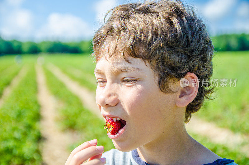 一个小男孩正在吃夏天刚从地里捡来的草莓