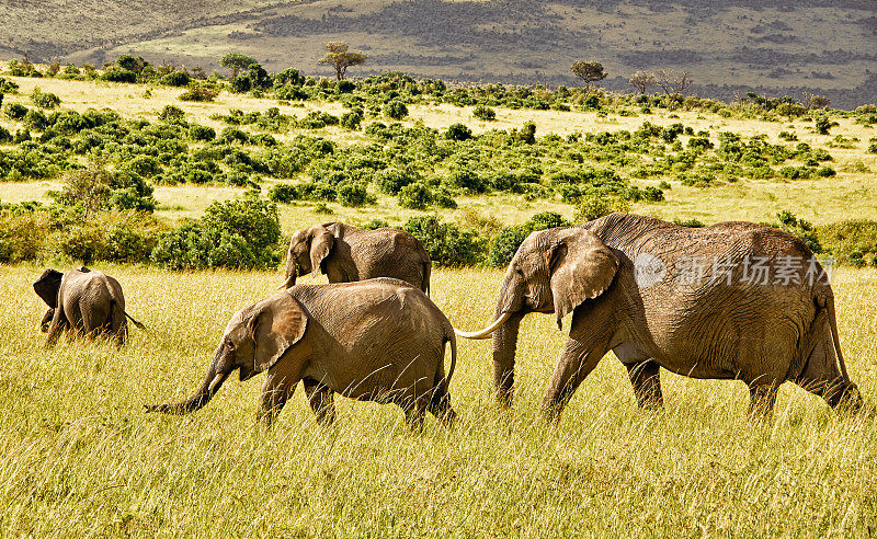在大草原上行走的四头非洲象。肯尼亚马赛马拉国家公园。