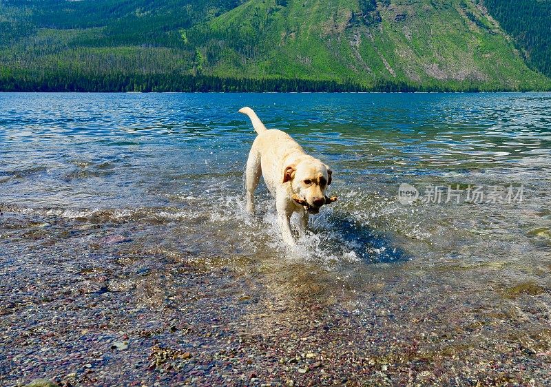 山区湖泊中的拉布拉多寻回犬