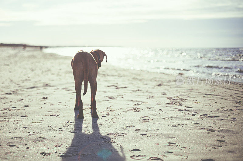 海滩上的罗得西亚脊背犬