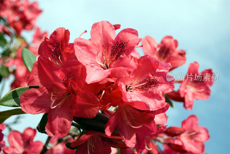 杜鹃开花