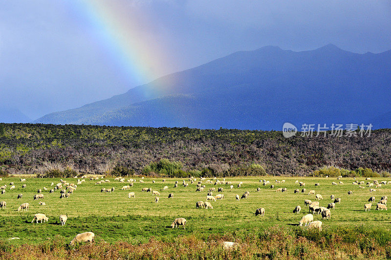 牧场和彩虹，新西兰