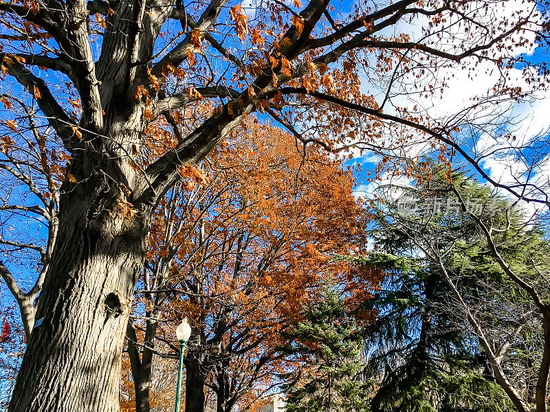 秋天的树叶在城市公园