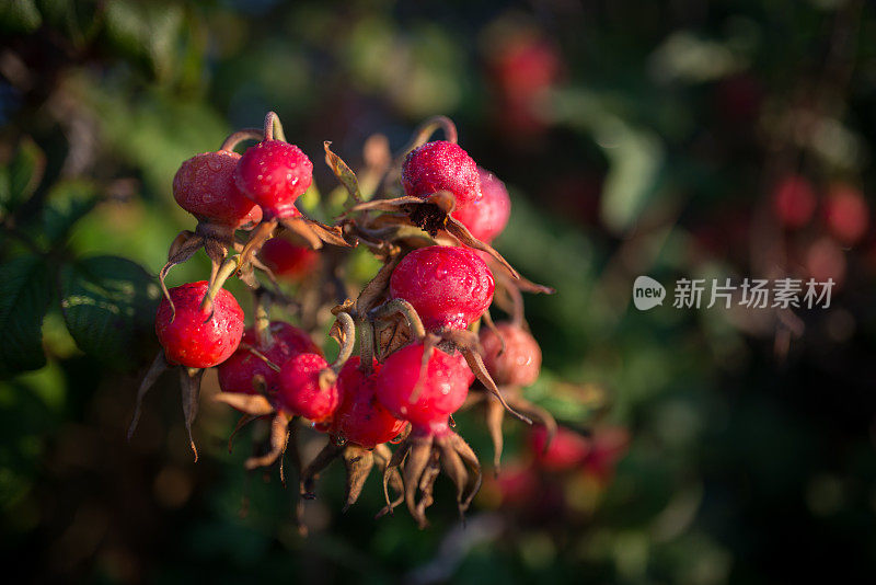 野玫瑰果