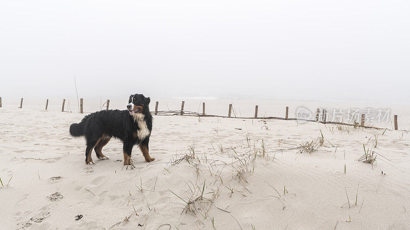 比利时山地犬站在波罗的海的海滩上，在沙丘背书的栅栏