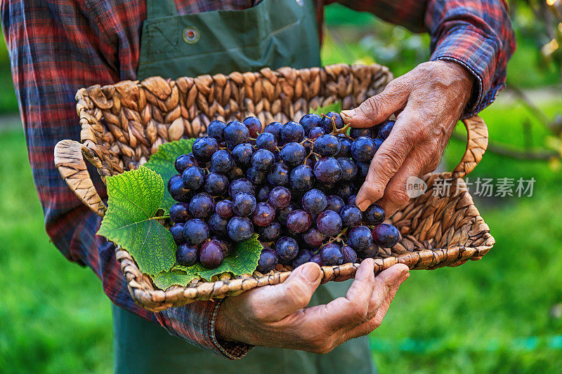 农夫提着一个篮子，里面装着黑葡萄