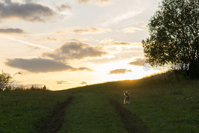 日落时分草地上的约克郡狗。
