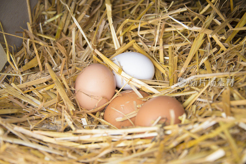 家产:放在干草窝里的鸡蛋