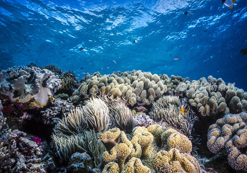 珊瑚礁帕劳