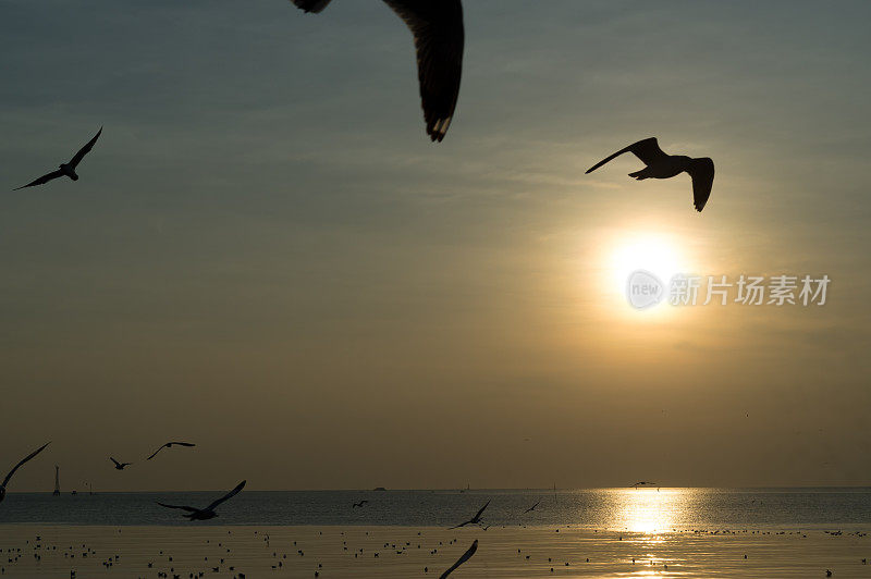 邦浦海边美丽的海鸥